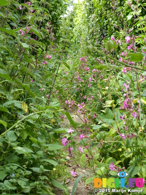 FZ018255 Flowers overgrown on path